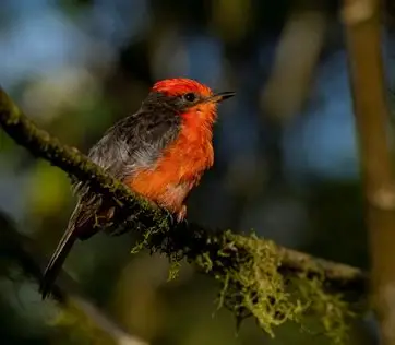 <p>Little vermillion Flycatcher </p><ul><li><p>endemic species </p></li><li><p>inhabits highland areas </p></li><li><p>primary food item is insects, which they snap out of the air, making a “clicking” sound as its bill snaps shut </p></li><li><p>nests made out of mosses, lichens, and liverworts </p></li><li><p>only male has bright red color </p></li></ul><p></p>