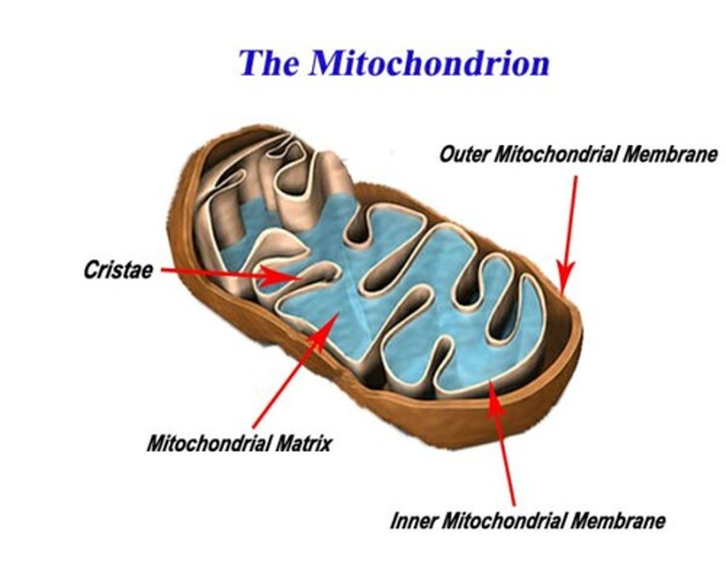 <p>Processes occurring in the Mitochondria<br>Steps 2 and 3 of Cellular Respiration.</p>