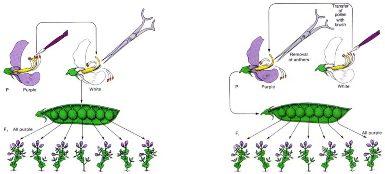 * __**refutes the one parent theory of inheritance**__ because dominant trait still appeared no matter which parent had it
* also revealed that traits could be dominant