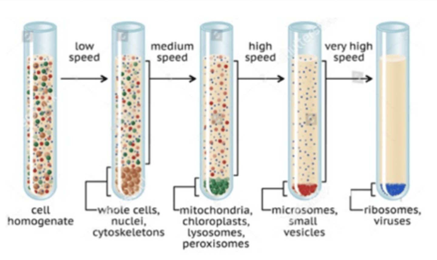 <p>Largest/most dense separate first,</p><p>forming a pellet at bottom of</p><p>sample</p>