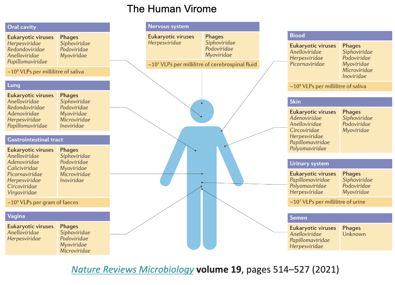 <ul><li><p>The collection of viruses that naturally exist in/on the human body</p></li><li><p>Part of innate microbial environment</p></li></ul><p><br>In GI tract there is more viruses than bacteria! </p><ul><li><p>GI tract has lots of <strong><u>phage</u></strong> virus</p></li></ul><p></p>