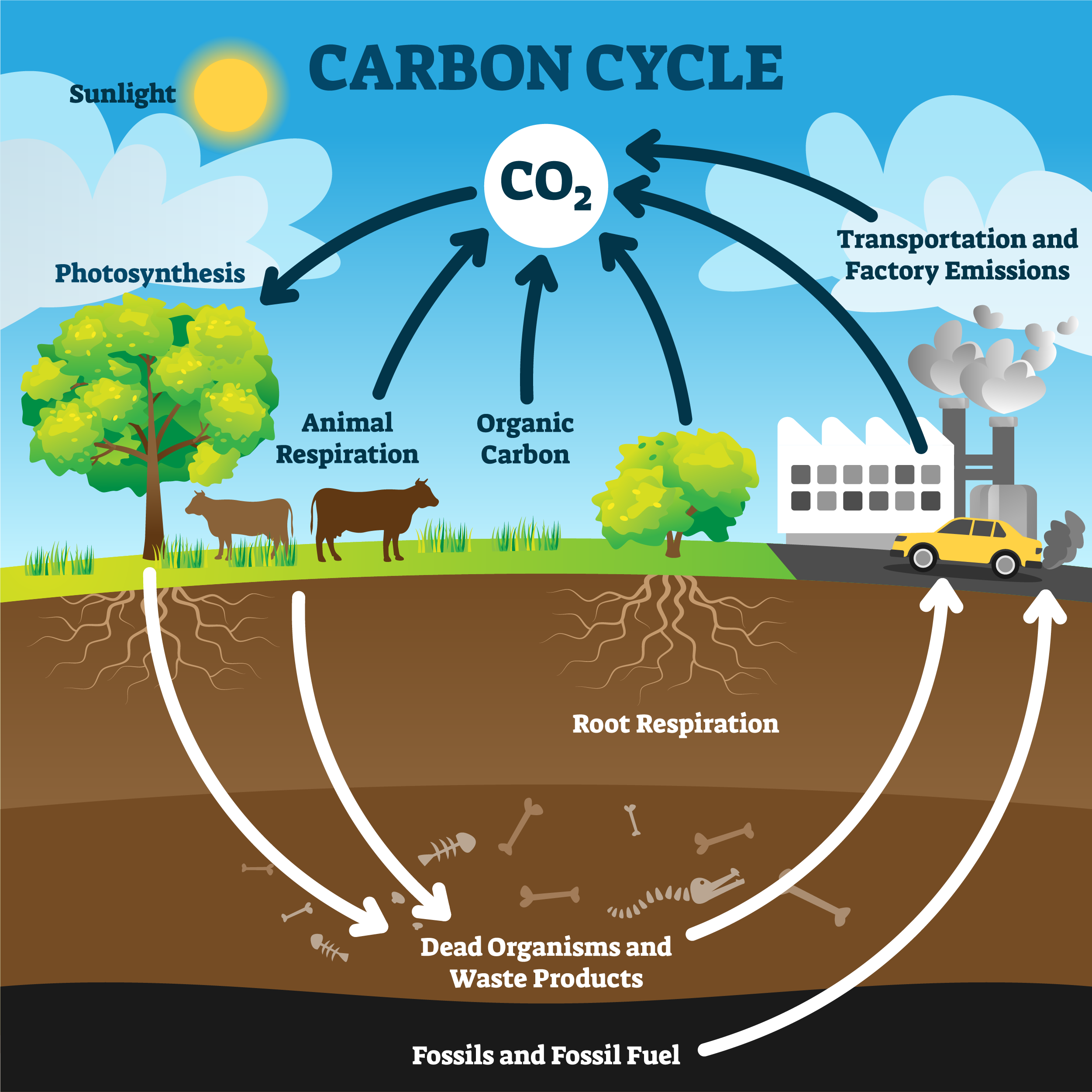 Soil organic matter/carbon cycle - based on continuously supplying carbon in the form of organic matter as a food source for microorganisms
