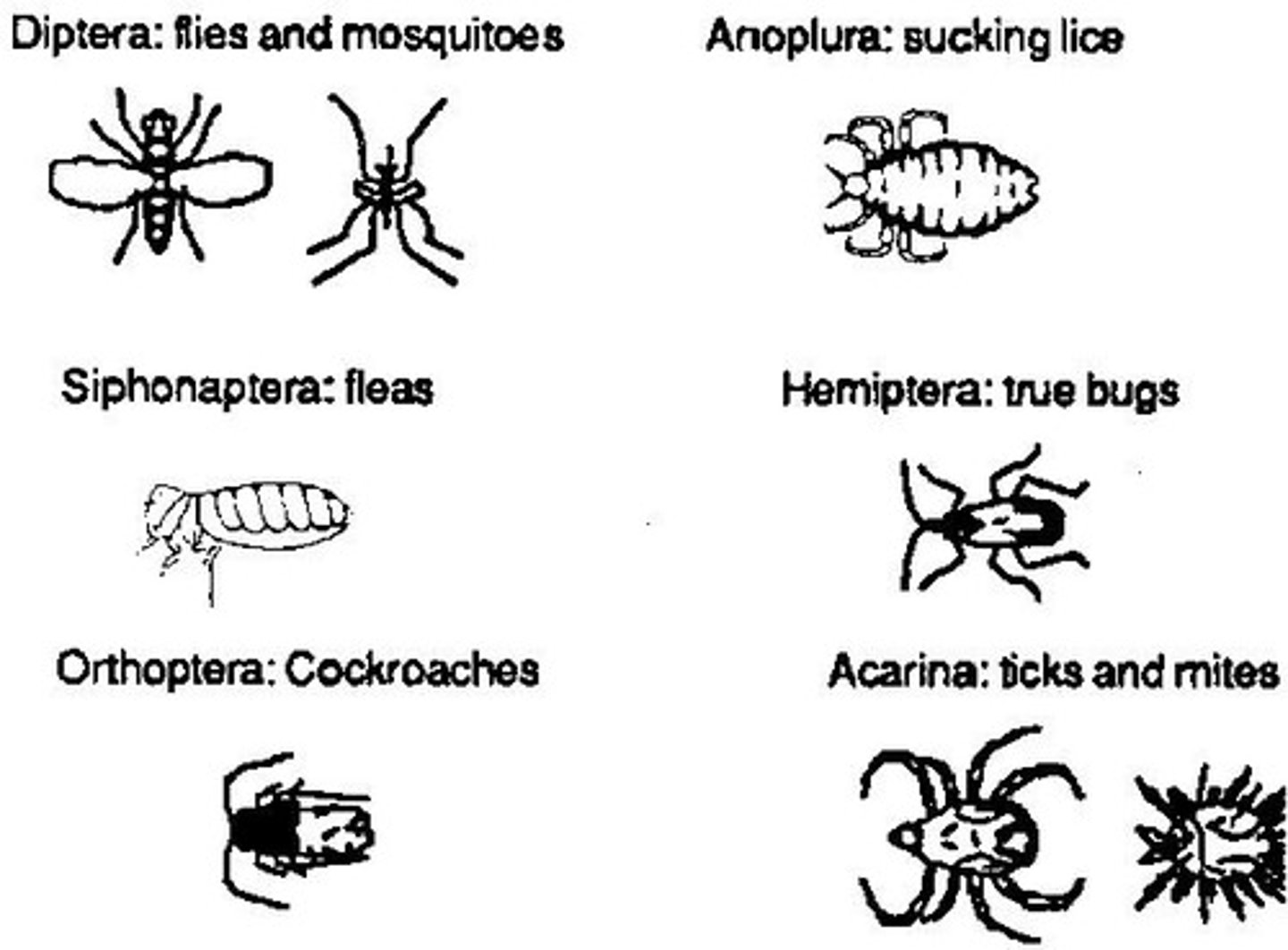 <p>Organisms like mosquitoes that transmit diseases.</p>
