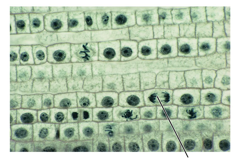 <p><span style="font-size: medium">In the highlighted phase of mitosis, each chromosome is composed of _____.</span></p><p>(Longitudinal section of an onion root tip).</p>