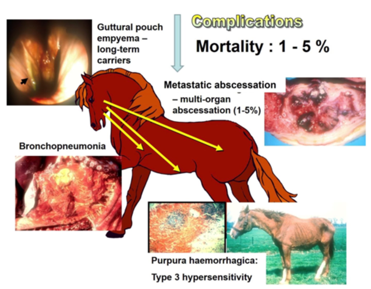 <p>1. Abscess Rupture can lead to Bronchopneumonia/guttural pouch empyema (Long term Carriers)</p><p>2. Can spread throughout the Body (metastatic Strangles)</p><p>3. Purpura haemorrhagica (Type 3 Hypersensitivity)</p>