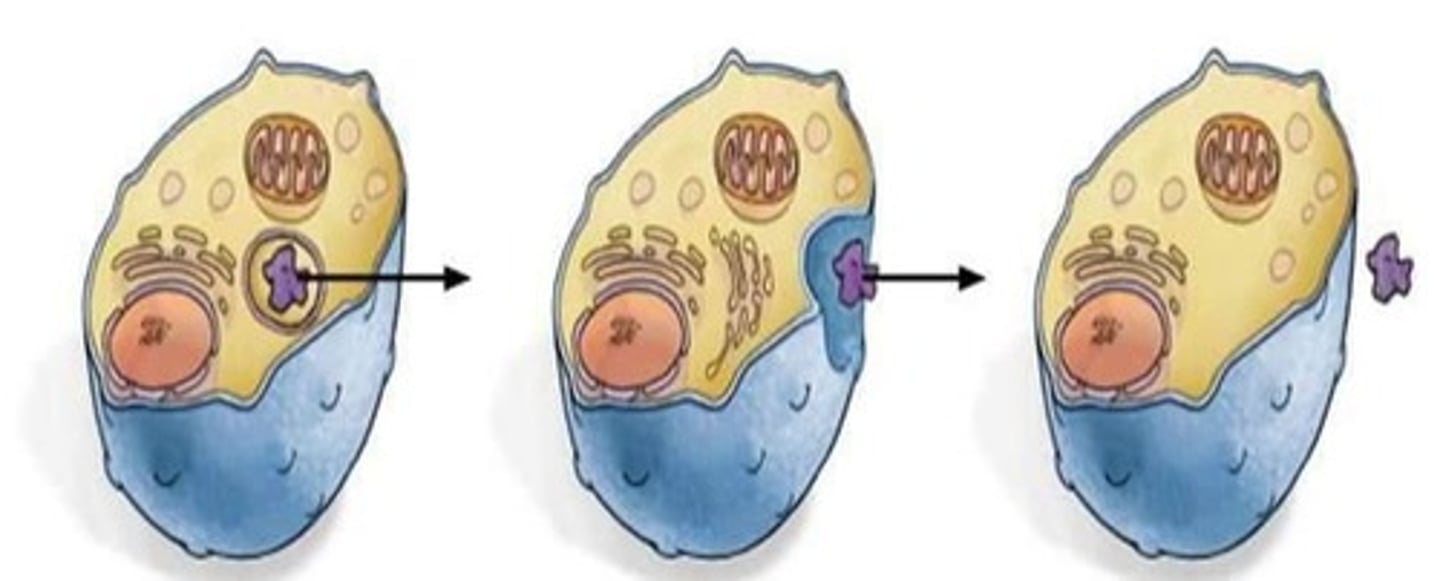 <p>A membrane-bound vesicle fuses with the membrane and expels the large molecule outside the cell.</p>