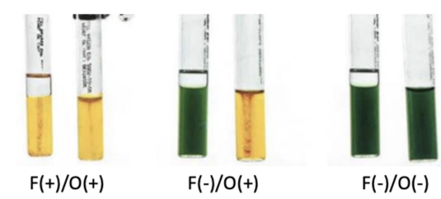 <p>Only open tube turns yellow</p>