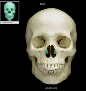 <p>also called inferior turbinate bone</p>