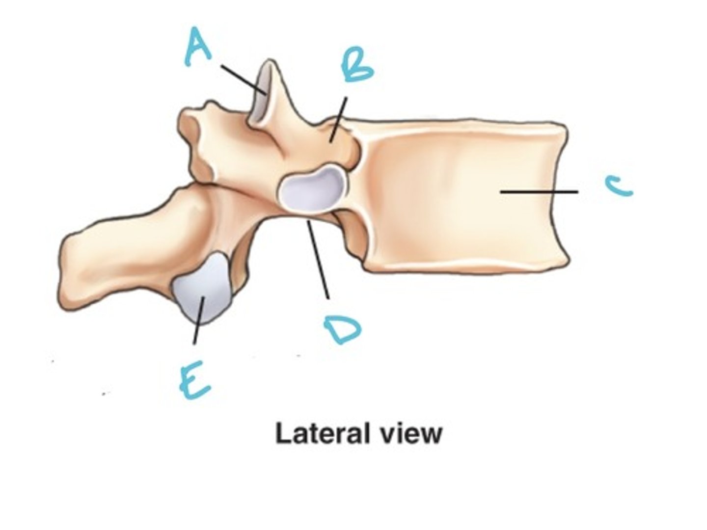 <p>Label the anatomy indicated by letter A:</p>