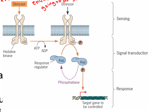 <ul><li><p>Sensor kinase: Histidine kinase + response regulator; transmembrane protein that can sense environmental signals </p></li><li><p>Response regulator: DNA binding and stress responses; targets gene to be controlled</p><p></p></li></ul><p></p>
