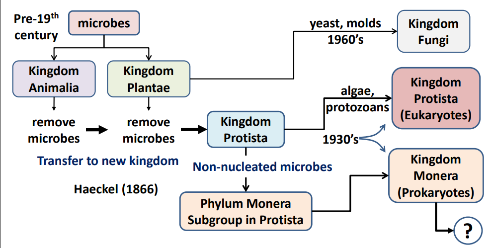 <p> ‒ <strong><u>Pre-19th century</u></strong>: <strong><u>all life classified as either plant or animal (Linnaeus) </u></strong></p><p>‒ Thereafter, microbial taxonomy changed over the centuries</p>