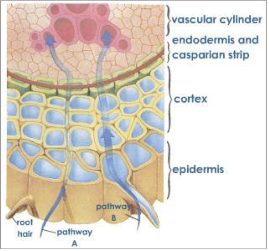 * Water molecules move into the roots by **osmosis** (high to low - water in root low, water in soil high, soil water move into root) 
* Absorption of nutrients is done using **active transportation** (concentration of the nutrients in the plant cells > soil water, diffusion cannot work → the plant must use active transportation)
* Water and nutrients must pass through the **Casparian strip** and the **endodermis** to get to the vascular tissue
* Once inside the vascular area, nutrients are actively pumped across cell membranes into the xylem. Water and nutrients are now called **xylem sap**