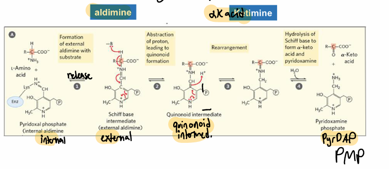 <p>AA1 + KA2 &gt; KA1 + AA2</p><ol><li><p>internal (enzyme bound) aldimine &gt; external (amino acid bound) aldimine</p></li><li><p>DP and rearranges, quinonoid formation</p></li><li><p>rearrangement to help resonance</p></li><li><p>hydrolysis to aKA and PMP</p></li></ol><p></p>