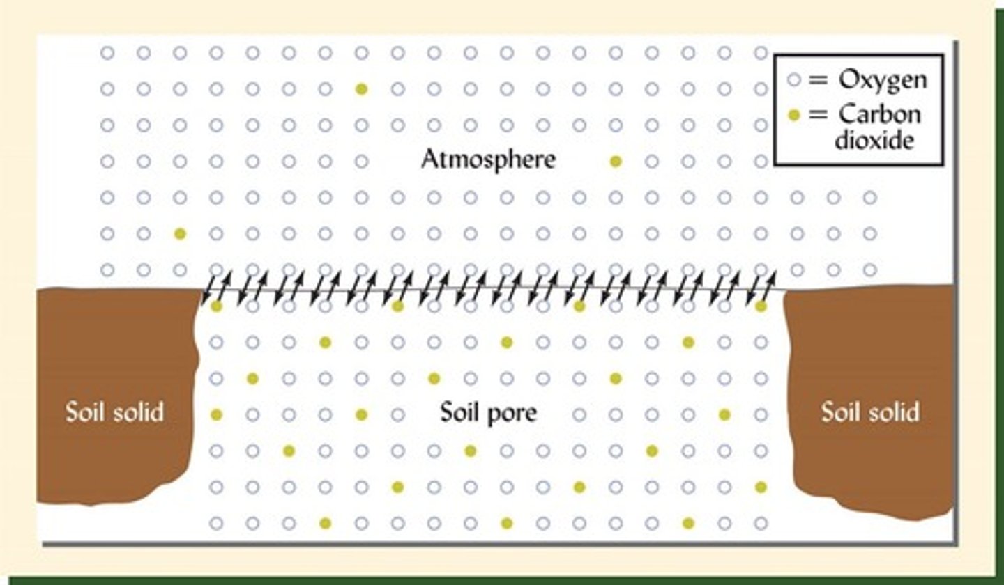 <p>The process of gas exchange between soil and the atmosphere, allowing plants and organisms to access oxygen and carbon dioxide.</p>