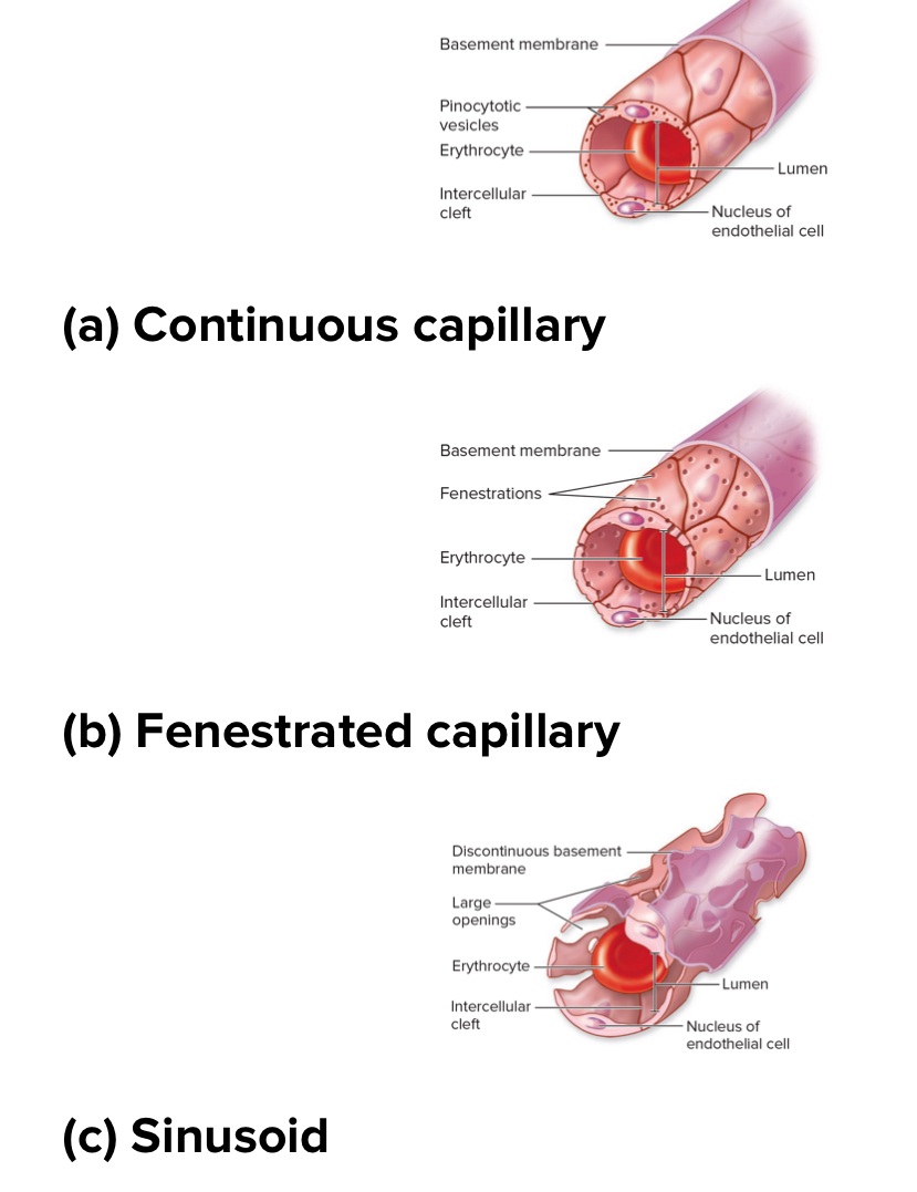 <p>3 types of capillaries based on how leaky </p>