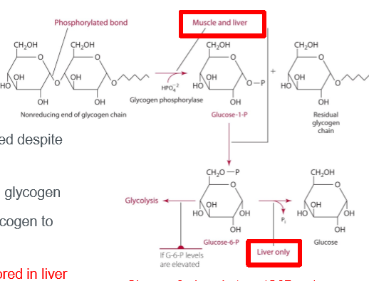 <p>blood glucose must be maintained despite periodic meal/sugar ingestion, muscle and liver major stores of glycogen, liver and kidney can convert glycogen to glucose (enzyme G6Pase), and releasable/usable glucose stored in liver</p>