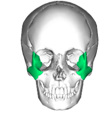 <p>Cheekbones</p>