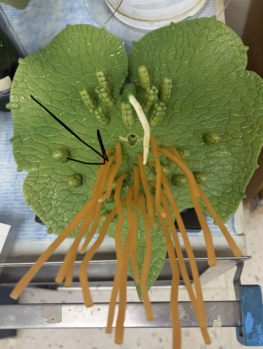 <p>Is this antheridia or archegonia?</p>