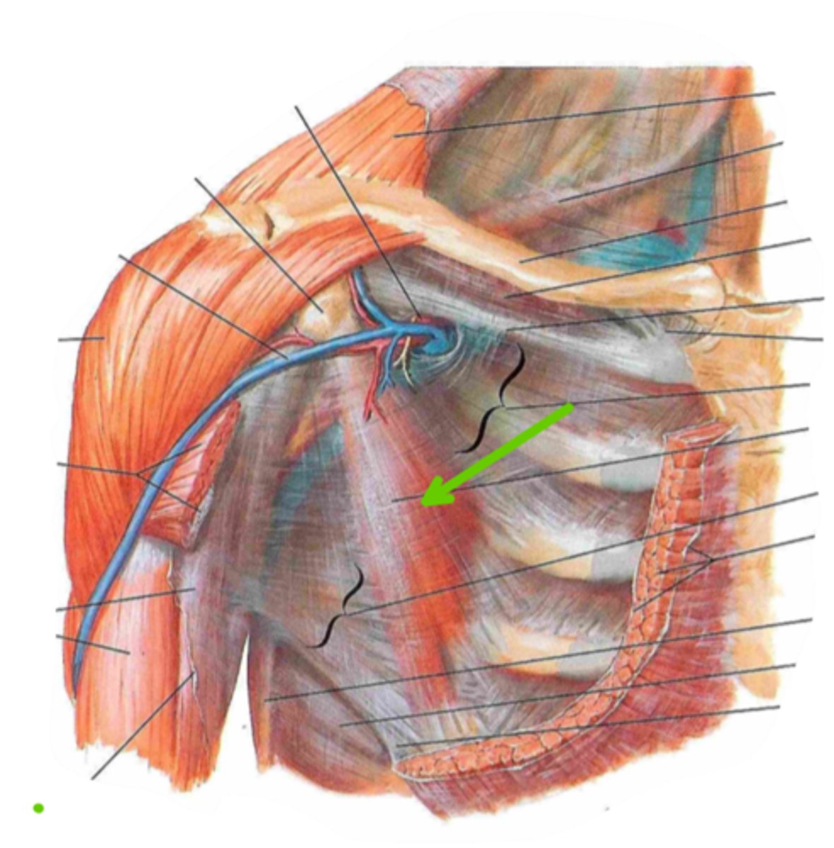 <p>Identify the insertion of the structure indicated by the arrow</p>