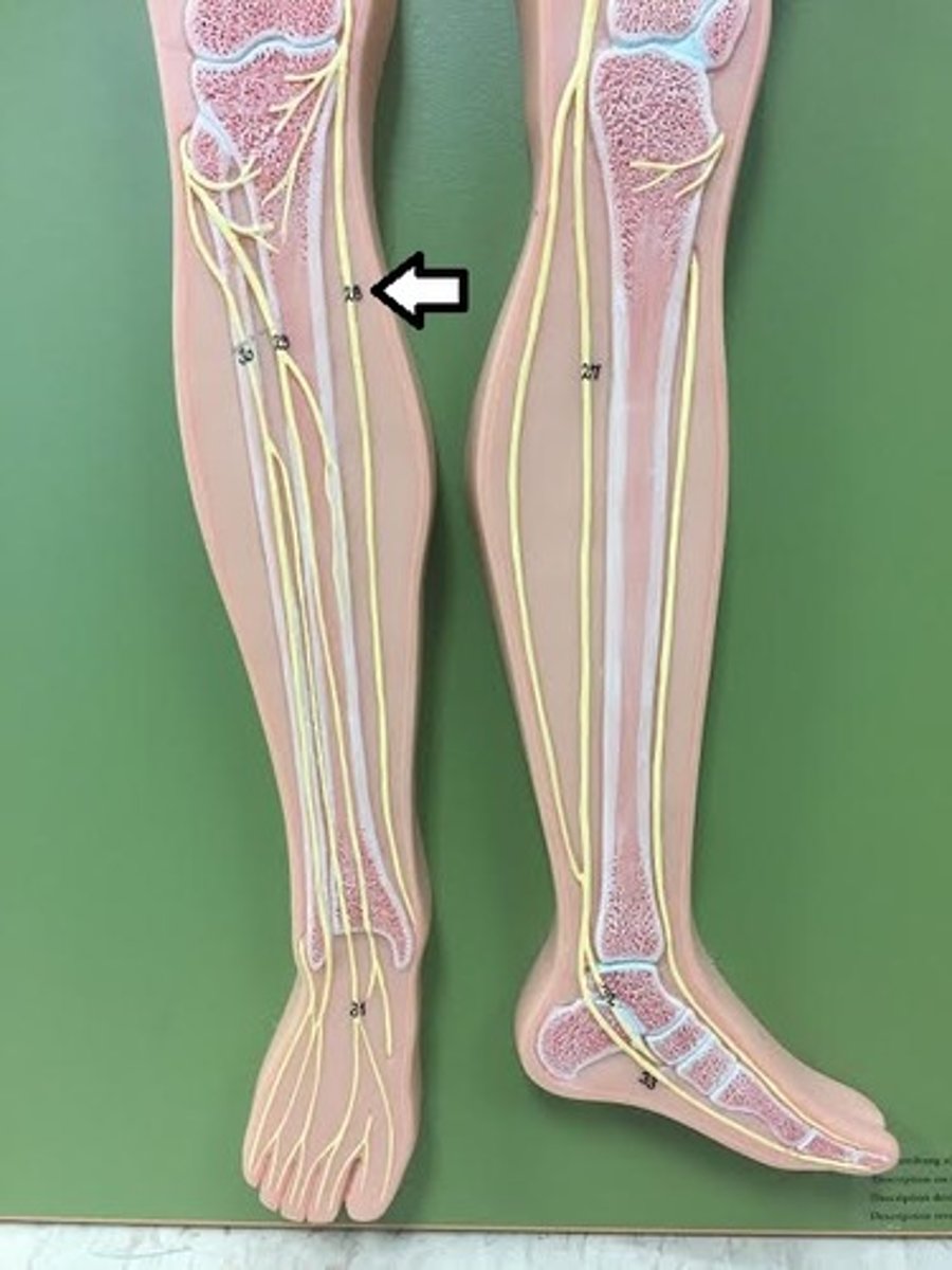 <p>Branch of femoral nerve serving skin.</p>