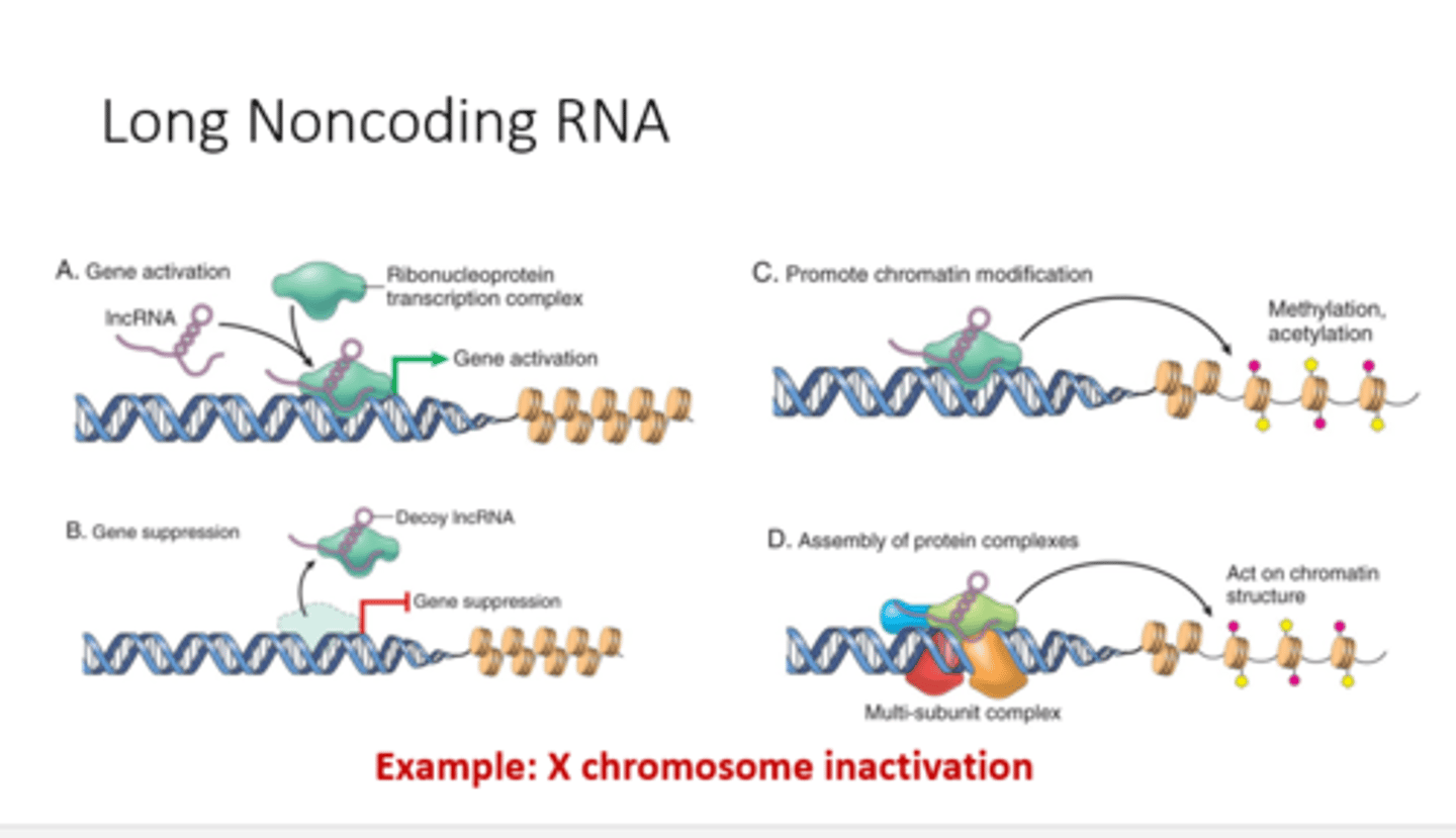 <p>can be transcribed by RNA polymerase II or RNA polymerase II</p><p>introns</p><p>exons</p><p>splice variants (alternative splice forms)</p><p>transcription is driven by promoter elements</p><p>transcription factors- 5'-cap, PolyA tail</p>
