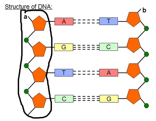 <p>The “backbone” is the alternating phosphate-sugar- phosphate-sugar-phosphate… found in a polymer of nucleic acids. The relative strength of the backbone maintains the nucleotides in their specific sequence.</p>