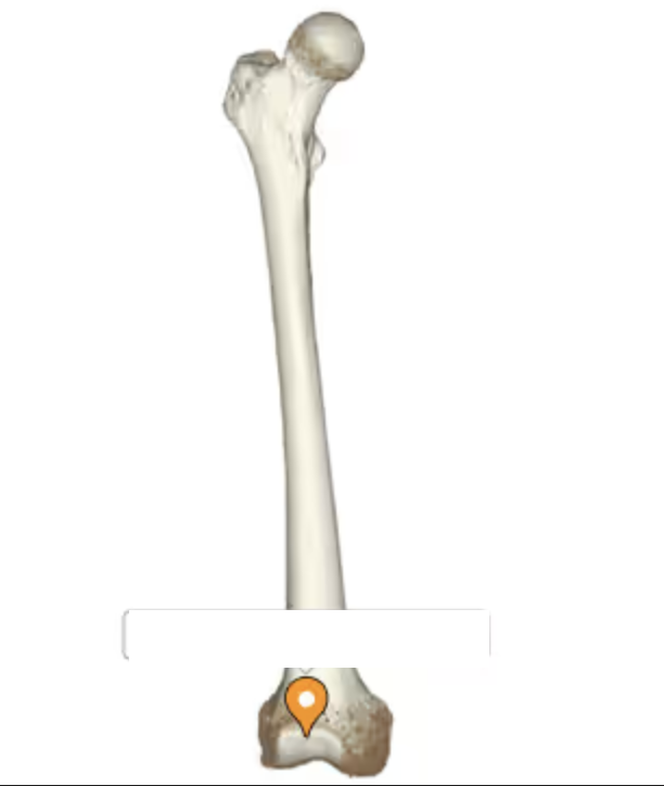 <p>the smooth portion for the patella to sit (anterior)</p>