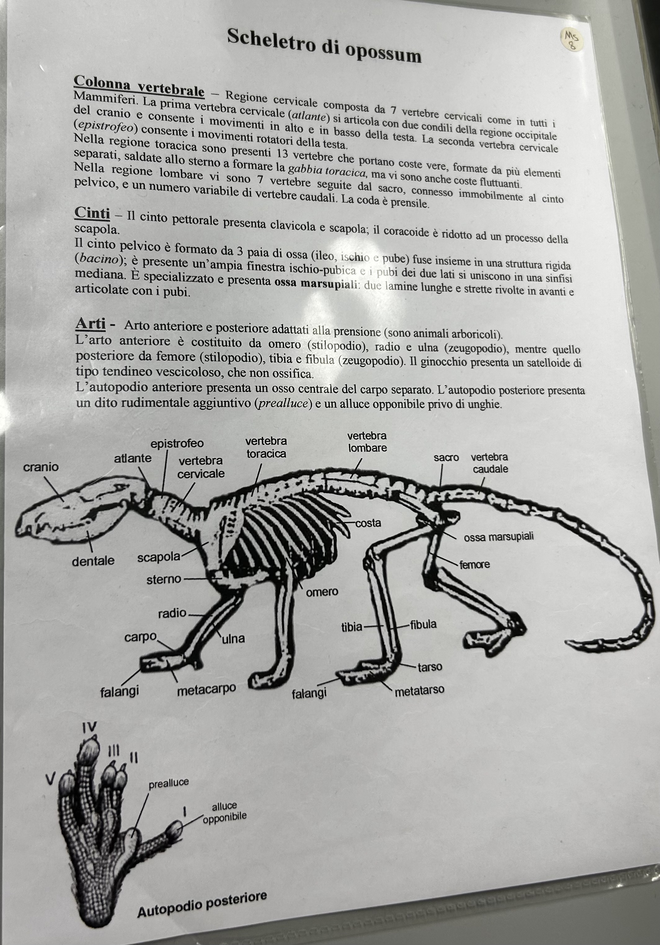 <p>Scheletro opossum</p>