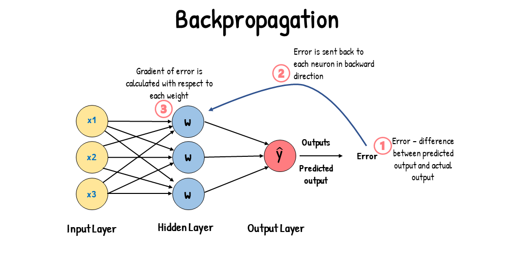 <ul><li><p>the purpose of backpropagation is to <strong>optimize the neural network's parameters</strong> so that the <strong>error </strong>(loss) vtw the predicted and actual outputs is <strong>minimized</strong></p><p></p></li><li><p><strong>initialization</strong> → computing the gradient of the loss function with respect to the output of the last layer →</p><p></p></li><li><p><strong>backward pass</strong> → computing the gradient of the loss with respect to each layer’s parameters by applying the chain rule of calculus</p><p></p></li><li><p><strong>parameter update </strong>→ update the weights and biases using an optimization algorithm like gradient descent</p></li></ul>
