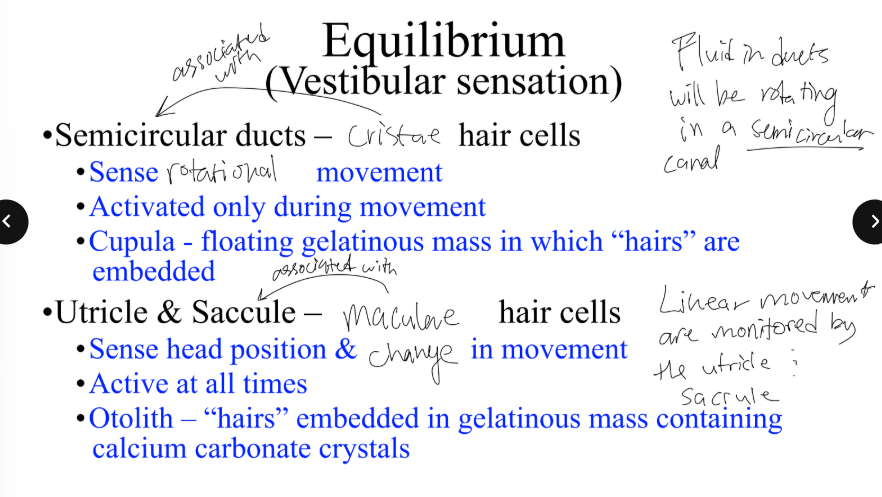 <p>what is the cupula (in the semicricular ducts)? </p>