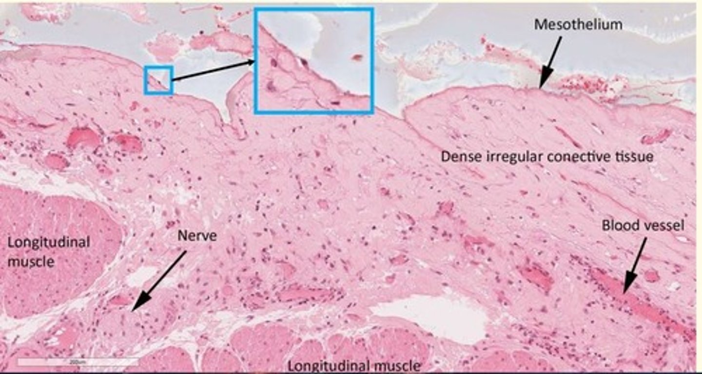 <p>Serosa</p><p>- External simple squamous epithelium (mesothelium)</p>