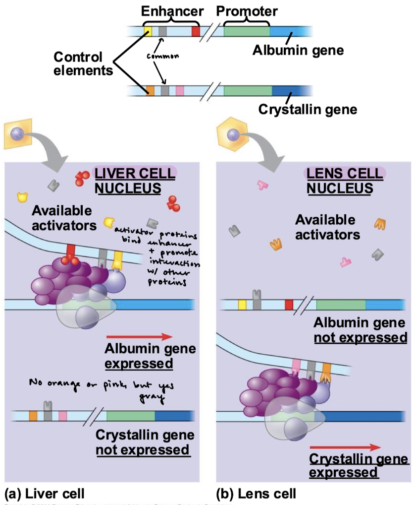 <p>A particular combination of control elements can activate transcription only when the appropriate activator proteins are present.</p>