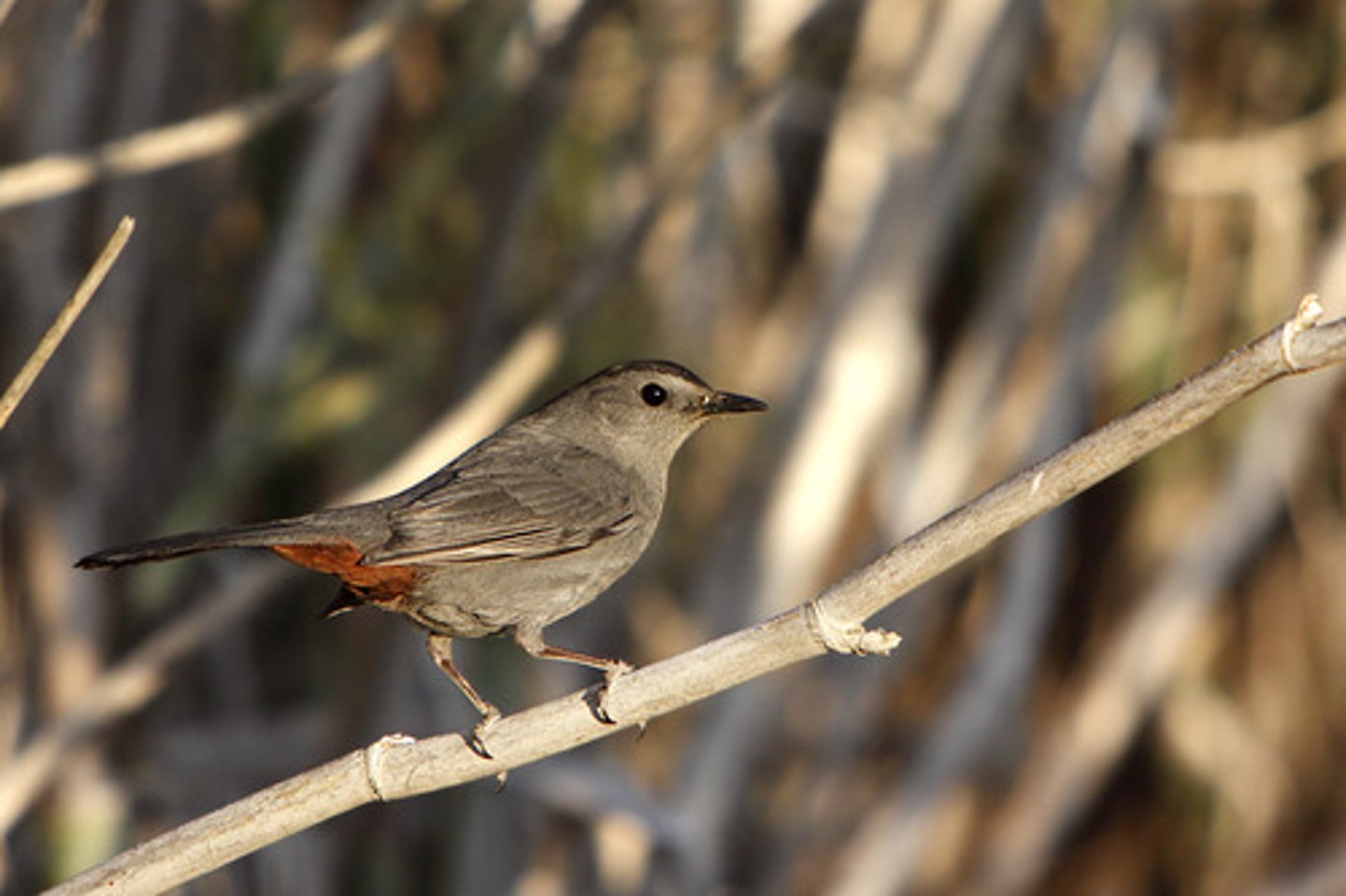 <p>Passeriformes</p><p>Black cap, red-orange undertail, black tail</p>