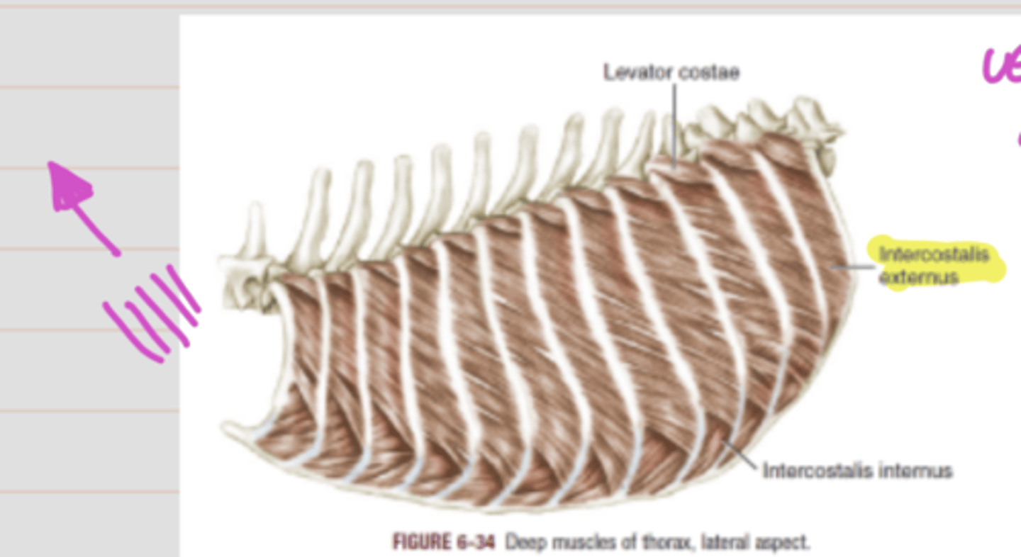 <p><span class="bgP">Innervate :</span>   intercostal nerves</p><p><span class="bgP">function</span> : draws ribs forward and extends the thorax = inspiration process</p><p><span class="bgP">where :</span> vertebral colum to costal codrum joint</p>