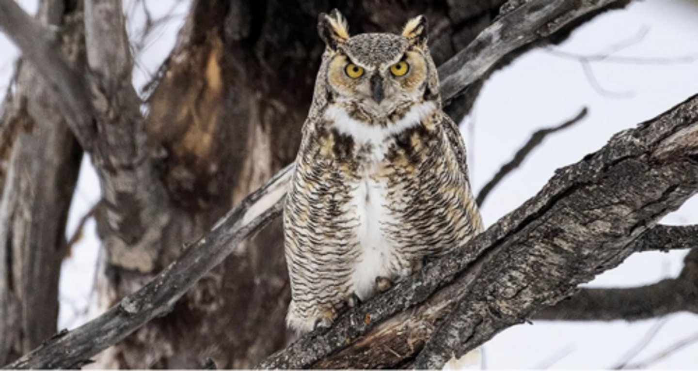 <p>They don't - they use abandoned nests, man-made structures, and tree cavities.</p>