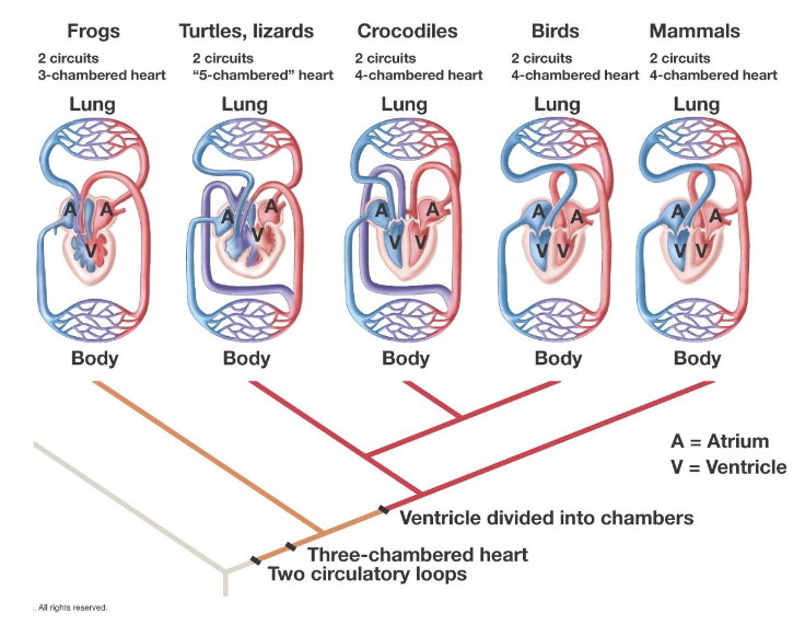 <p>1) Tetrapods evolved two separate circuits</p><ul><li><p>Low-pressure pulmonary circuit between heart and lungs</p></li><li><p>High-pressure systemic circuit between heart and rest of the body</p></li></ul><p>2) 3-4 Chambers: Each of these circuits required its own atrium, and increasing separation of the ventricle into two chambers </p><p>3) High pressure (gravity becomes a factor)</p>