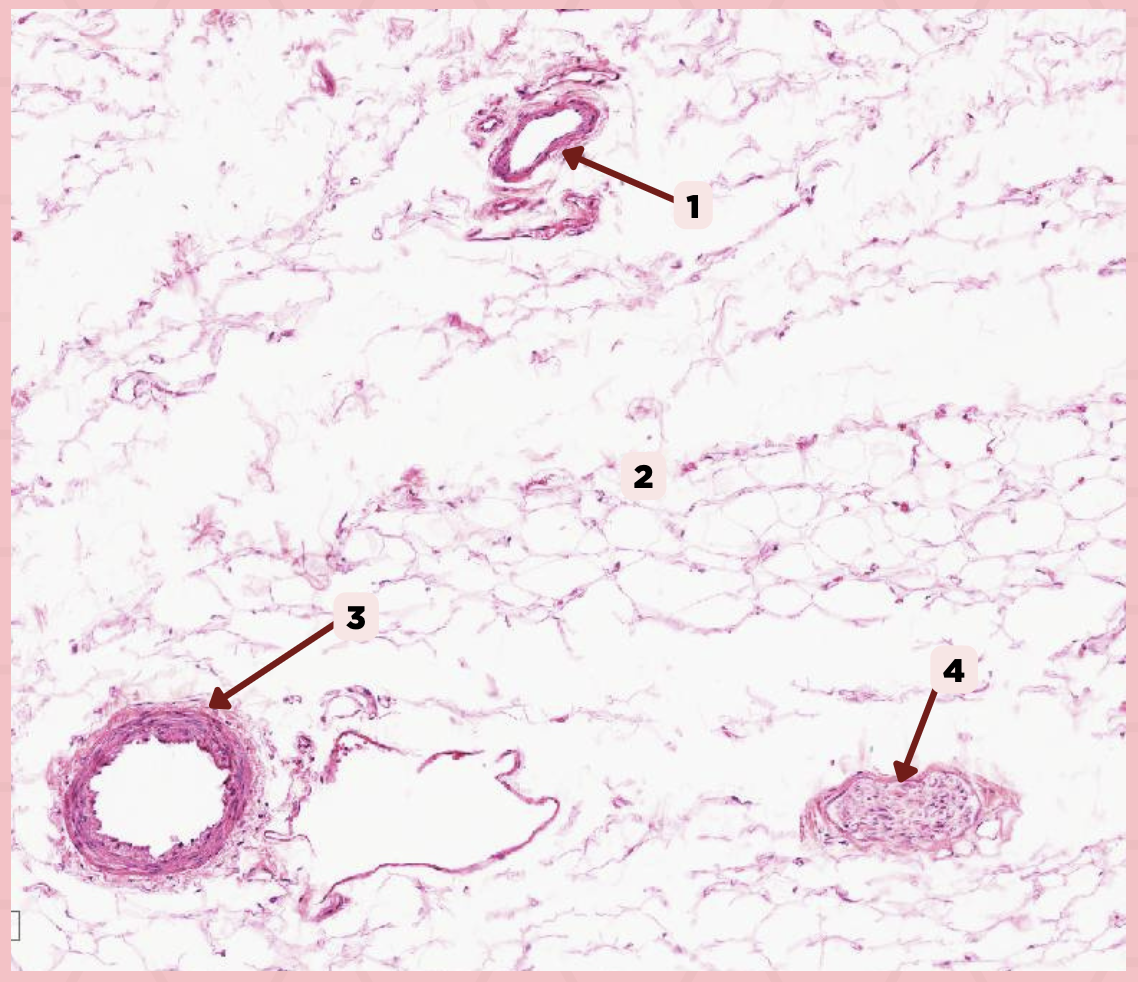 <p>Identify the specimen.</p>