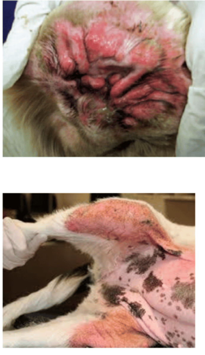 <p>these clinical signs are common of what yeast infection?</p>