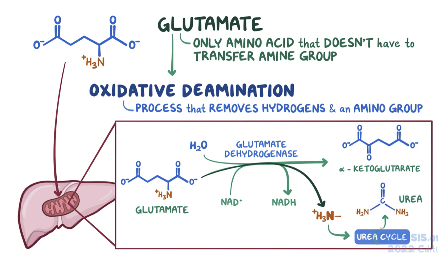 <ul><li><p><span style="font-family: Arial">Glutamate is the only amino acid that doesn’t have to transfer its amino group to another molecule</span></p></li><li><p><span style="font-family: Arial">Glutamate undergoes oxidative deamination - <u>glutamate dehydrogenase </u>removes the amine group and hydrogens</span></p></li></ul><p><span style="color: red">Glutamate</span> <span style="font-family: Arial">+ NAD<sup>+</sup> + H<sub>2</sub>O </span></p><p><span data-name="left_right_arrow" data-type="emoji">↔</span><span style="font-family: Arial"> </span></p><p><span style="font-family: Arial; color: red">α-Ketoglutarate</span><span style="font-family: Arial"> + NADH + H<sup>+</sup> + </span><span style="font-family: Arial; color: red">NH<sub>4</sub><sup>+</sup></span></p><ul><li><p><span style="font-family: Arial">ammonium produced is used to form urea</span></p></li></ul><p></p>