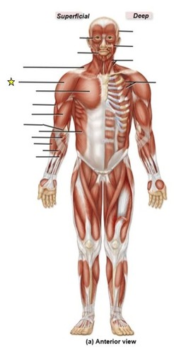 <p>identify the muscle</p>