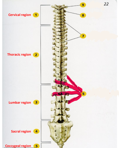 <p>forms joint with ribs in thoracic region, site for muscle attachment in lumbar region</p>