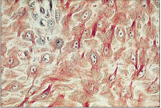 <p>name of histologic slide:</p><p>Specie:</p><p>Stain used:</p>