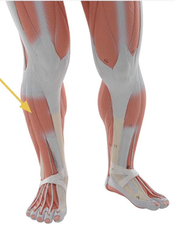 <p>extensor digitorum longus m. </p><p><span>O: lateral condyle of tibia and shaft of tibia</span></p><p><span>I: middle and distal phalanges of II-V</span></p><p><span>Action(s): toe extension, dorsiflexion, tenses plantar aponeurosis</span></p><p><span>Innervated by deep fibular nerve</span></p>