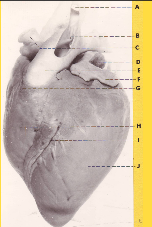 <p>What is H?</p>