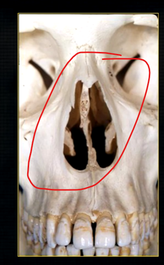 <p>the upper jaw - the maxilla - what is circled in red?</p>