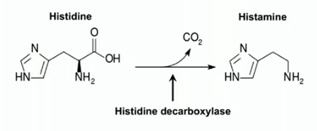 <ul><li><p>bioactive amine formed by decarboxylation of AA histidine via histidine decarboxylase</p></li><li><p>found in almost all tissues of the body, high amounts along mucosa, in tissues of lungs, skin, and gastrointestinal tract (because highly concentrated in mast cells and basophils)</p></li><li><p>important for sleep cycle, inflammation (H1 receptors), and gastric acid secretion via parietal cells (H2 receptors)</p></li></ul><p></p>