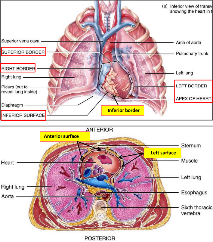 <ul><li><p>muscular organ</p></li><li><p>placed obliquely behind body of sternum and costal cartilages</p></li><li><p>has 4 chambers</p><ul><li><p>2 atria</p></li><li><p>2 ventricles</p></li></ul></li><li><p>heart presents</p><ul><li><p>apex</p></li><li><p>base</p></li><li><p>three surfaces</p><ul><li><p>sternocostal (anterior)</p></li><li><p>diaphragmatic (inferior)</p></li><li><p>left</p></li></ul></li><li><p>four borders</p><ul><li><p>superior → two atria</p></li><li><p>inferior → two ventricles</p></li><li><p>right → right atrium</p></li><li><p>left → left ventricle and left auricle</p></li></ul></li><li><p>grooves/sulci (sulci are occupied by vessels)</p><ul><li><p>atrioventricular groove (coronary sulcus) → between atria and ventricles</p></li><li><p>interventricular sulcus → between two ventricles</p></li><li><p>interatrial sulcus → between two atria</p></li></ul></li><li><p>auricles → extensions of atrium</p></li></ul></li></ul><p></p>