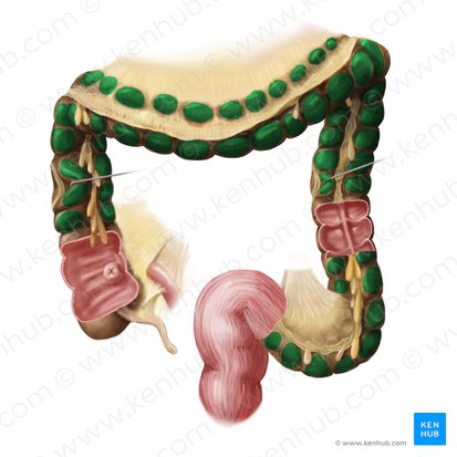 <p>A pouch-like sacculation in the wall of the large intestine, formed by the contraction of the taenia coli.</p>