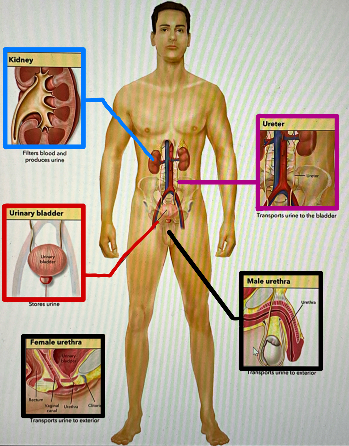 <p>the round saclike organ or the renal system used as a reservoir for urine</p>