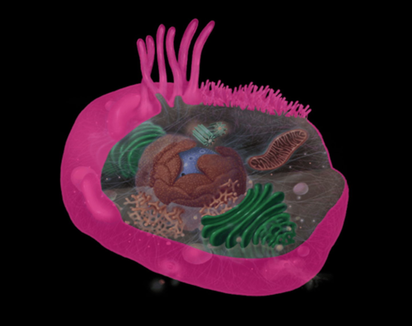 <p>Encloses cell contents</p><p>Communication (receptors)</p><p>Intercellular connections</p><p>Regulates movement of materials into and out of cell</p>